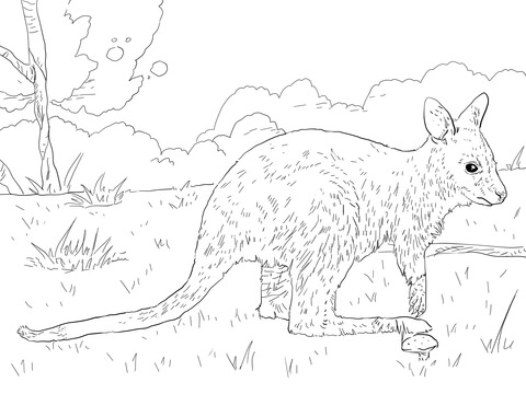 Juvenile Bennett'S Wallaby Coloring Page